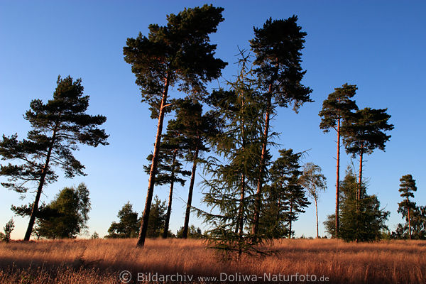 Kiefern Hochbume ber Heidegrser Naturbild im Abendlicht nah Wilseder Berg Lneburgerheide