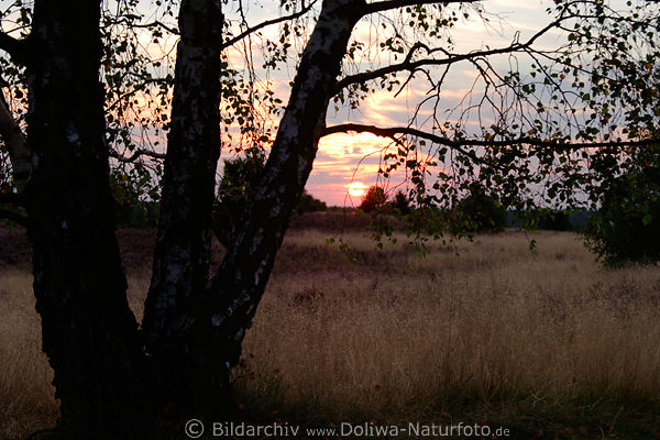 Birkenstamm Foto bei Dmmerung Sonnenuntergang in Heidegras Landschaft