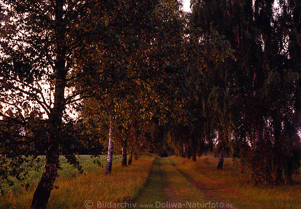 Birken Allee Foto Feldweg Bume in Herbst Lneburger Heidelandschaft Naturidylle
