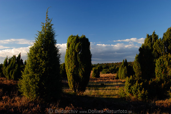 Heidelandschaft Wacholder Bume Natur Stimmungsfoto Idylle in Abendlicht