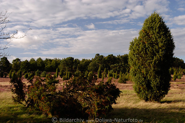 Wacholder Bume in Heidelandschaft Naturfoto vom Wanderweg