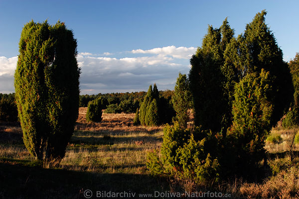 Wacholder Heidebume in Abendlicht Naturfotos Lneburgerheide