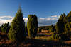 Heidelandschaft Wacholder Bume Natur Stimmungsfoto Idylle in Abendlicht