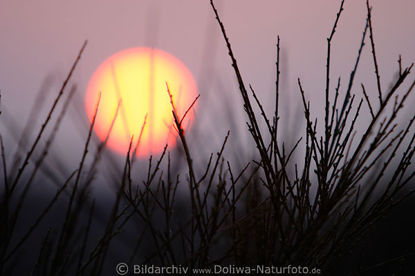 Sonne rotgelbe Kugel ber Heidegrser in Gegenlicht Naturbild Lneburger Heide