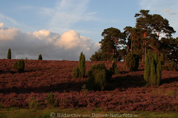 Wacholderheide Naturfoto blhender Heidehgel mit Waldrand Heidelandschaft