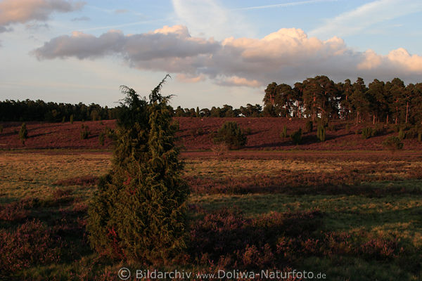 Heide-Abendstimmung nah Wulfsberg Naturbild unter Wolken