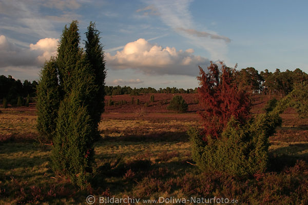 Wolken ber Wacholderheide Abendstimmung Naturfoto