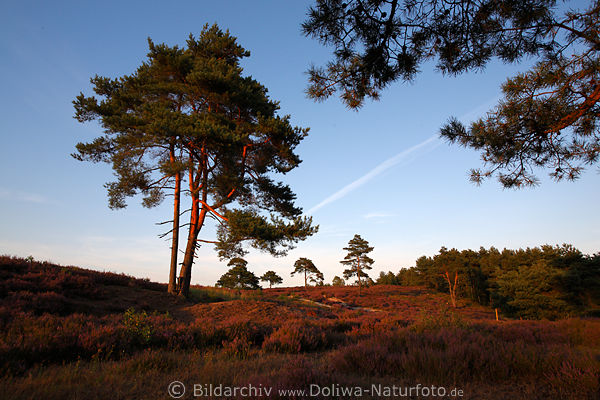 Heide Hgel Kiefer hohe Bume Naturfoto in Abendlicht