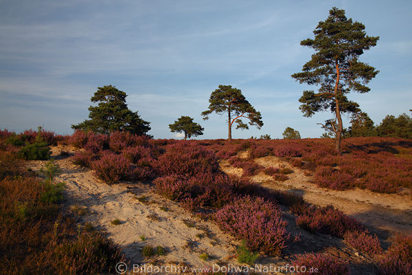 Heidelandschaft bei Schwindebeck Abendstimmung Naturbild Kiefer Bume am Hgel