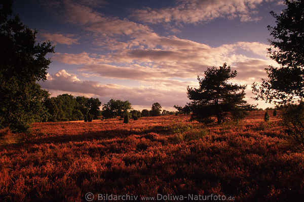 Heidelandschaft Naturfoto in Wind Lichtstimmung ber Bume bei Sonnenuntergang