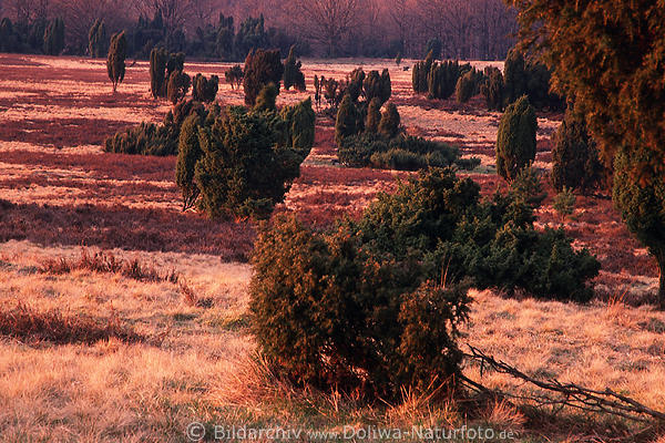 Heidegrser Purpurfarben in Abendlicht Naturfoto lilarot Stimmung mit Wacholder Struchern