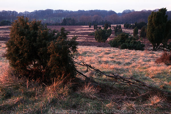 Lneburgerheide Grser in Abendlicht Naturbild Wacholder im Mrz