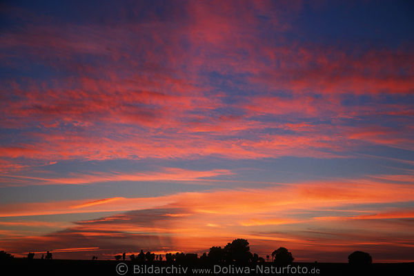 Heidelandschaft Rotwolken nach Sonnenuntergang Bume Silhouetten am Blauhimmel