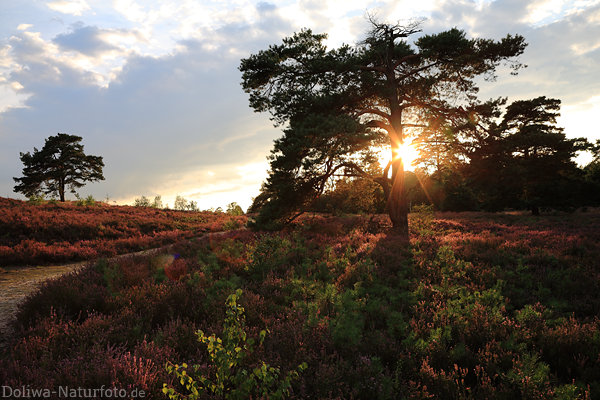 Heide-Sonnenuntergang Lichtstern im Baum lila Erikablte Naturfoto Abendstimmung