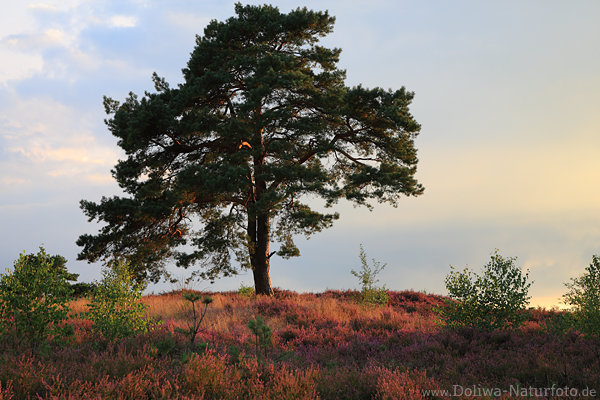 Heidehgel Erikablte um Kieferbaum Naturfoto Skyline romantische Lichtstimmung Lneburgerheide