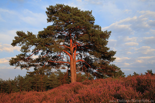 Lneburgerheide Kieferbaum auf Hgel Erikablte Naturfoto Abendlicht Skyline Stimmung