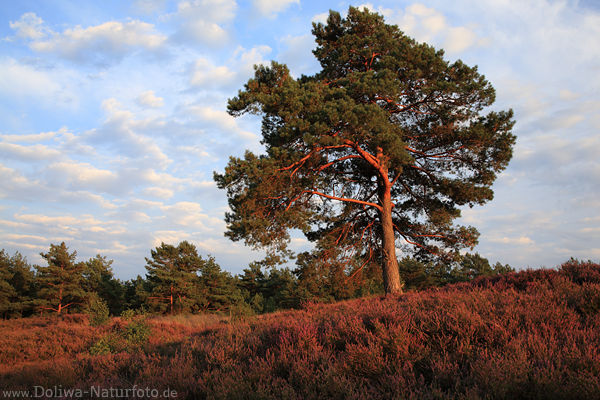 Lneburgerheide Kieferbume Hgel Erikablte Naturfoto Abendlicht Skyline Stimmung