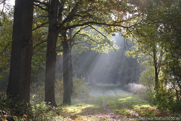 Allee lichtdurchflutet in Sonnenstrahlen Bume durch Nebel Naturfoto
