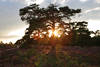 201356 Heidebild Sonnenuntergang Lichtstern im Baum romantische Abendstimmung Naturfoto