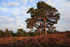 201369 Kieferbäume Heidehügel Erikablüte Naturfoto Waldrand Abendlicht Skyline Stimmung