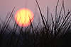 700512_Sonne rotgelbe Kugel über Heidegräser in Gegenlicht Naturbild Lüneburger Heide