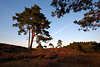 911760_ Schwindebecker Heide Naturfoto Hügellandschaft Romantik Stimmung Kiefer hohe Bäume in Abendlicht