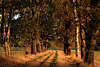 30275_Bäume Herbstallee in Sonne Abendlicht Foto, Feldweg Lichtdurchflutete Baumallee Naturbild