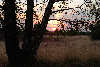 Birkenstamm Foto bei Dämmerung Sonnenuntergang in Heidegras Landschaft