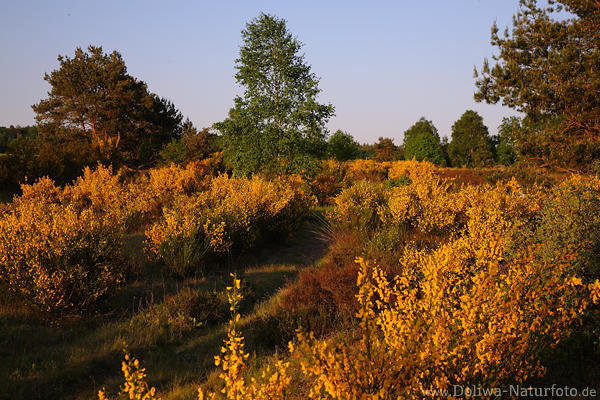 Ginsterblte Naturfoto Lneburgerheide gelbe Wildblumenlandschaft Frhlingsbild