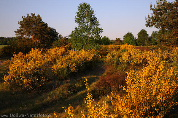 Ginsterlandschaft Frhlingsblte Naturfoto wilde Gelbblumen Lneburgerheide Frhjahrserblhen