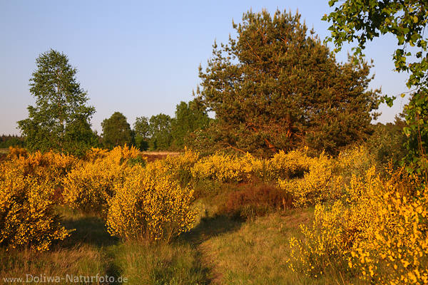 Lneburgerheide Ginsterblte Frhlinglandschaft Naturfoto wildblhende Gelbblumen