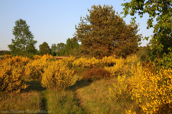 Ginsterblte Naturfoto Frhlinglandschaft Lneburgerheide gelbblhende Wildstrucher