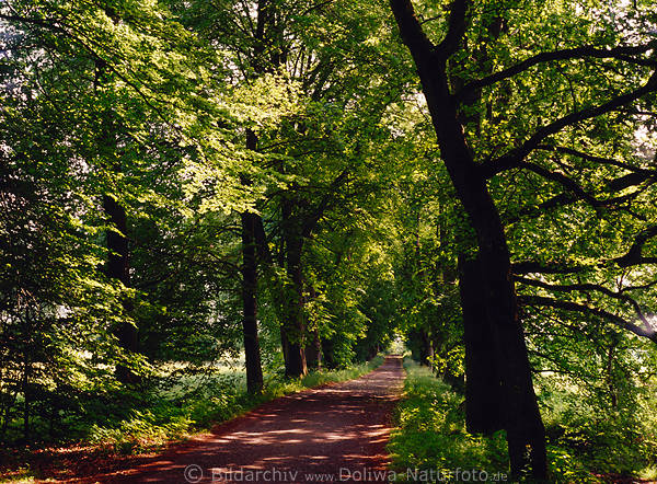 Allee Grnbume Foto, Baumallee in Frhlingslicht, Stmme Zweige Bltter