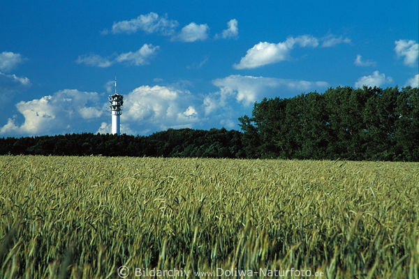 Sendeturm bei Egestorf Foto ber grnes Getreidefeld, Fernsehturm, Sendemast mit Antennen