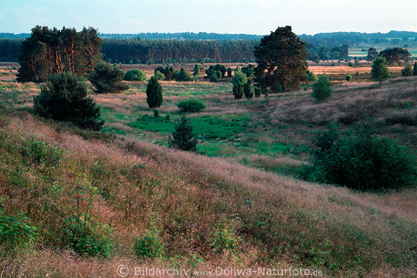 Lneburgerheide Grasland bei Oberhaverbeck