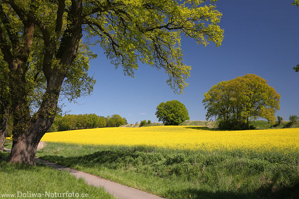 Rapsfeld Frhlingsblte Gelbfarben Naturfoto Radweg Grnbume am Blauhimmel