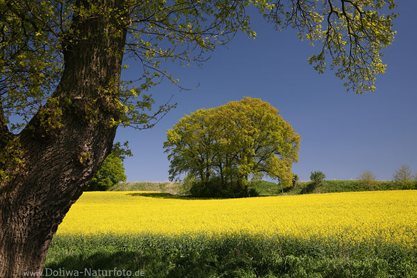 Rapsfeld Baum Frhlingsblte Naturfoto Gelbfarben blhende Rapslandschaft vorm Blauhimmel