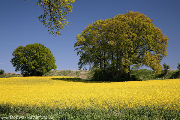 Rapsfeldblte gelbblhende Getreideart am Blauhimmel-Horizont Bume-Paar