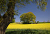 Rapsfeld Baum Frühlingsblüte Naturfoto Gelbfarben blühende Rapslandschaft vorm Blauhimmel