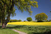 Rapsfeld Frühlingsblüte Gelbfarben Naturfoto Radweg Grünbäume am Blauhimmel
