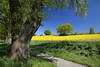 Rapsfeld Gelbblüte unterm Maibaum Radweg grüner Frühling Naturfoto unter Blauhimmel