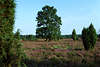 2562_Bäume blühender Heidelandschaft Foto, grüne Pflanzen Baum Sträucher im Naturschutzgebiet