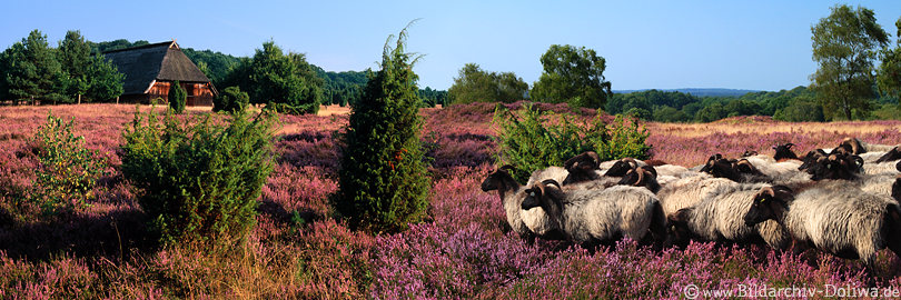 Heidepanorama Schafstall Schnucken blhende Heide