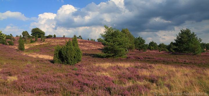 Heidepanorama WilsederBerg