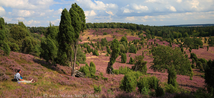 Heidepanorama LneburgerHeide blhende Natur