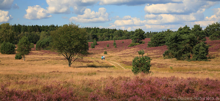 LneburgerHeide WanderPaar Panorama