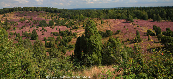 LneburgerHeide Panorama Totengrund-Blick