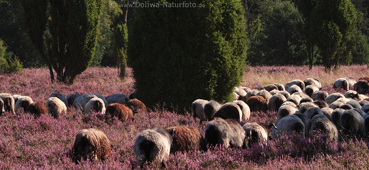 Schafherde Heidepanorama