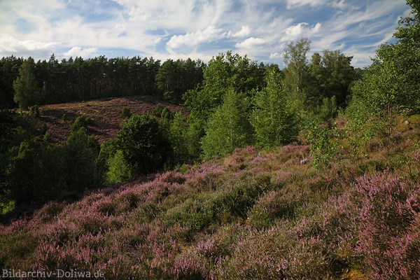 Heideschweiz blhendes Bergland Talflanke Naturfoto Lneburgerheide Bltezeit