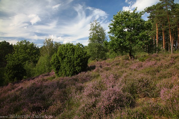 Lneburgerheide Berghangblte Naturbild Borsteler Schweiz Wald Bume Stimmungsfoto